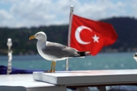 ÖZEL HABER: Beşiktaş'ta can dostlarımız güvende!