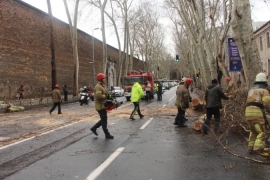 Dolmabahçe Caddesi'nde asırlık çınar ağacı yola devrildi!