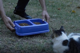 Başkan Akpolat'ta Hayvanları Koruma Günü mesajı