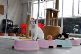 Beşiktaş Belediye Başkanı Rıza Akpolat iddialı konuştu: Can dostlarımız için 7/24 çalışan ilk ilçe belediyesiyiz