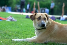 ÖZEL HABER: Beşiktaş'ta can dostlarımız güvende!