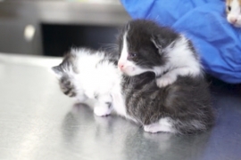 ÖZEL HABER: Beşiktaş'ta can dostlarımız güvende!