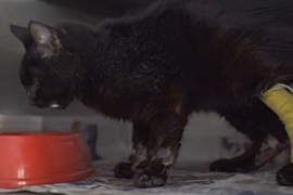 ÖZEL HABER: Beşiktaş'ta can dostlarımız güvende!