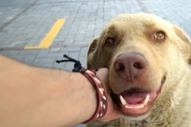 ÖZEL HABER: Beşiktaş'ta can dostlarımız güvende!