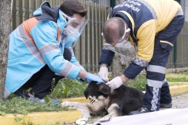 Beşiktaş Belediye Başkanı Rıza Akpolat iddialı konuştu: Can dostlarımız için 7/24 çalışan ilk ilçe belediyesiyiz
