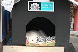 ÖZEL HABER: Beşiktaş'ta can dostlarımız güvende!