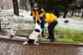 ÖZEL HABER: Beşiktaş'ta can dostlarımız güvende!