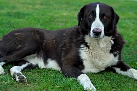 ÖZEL HABER: Beşiktaş'ta can dostlarımız güvende!