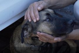 Başkan Akpolat'ta Hayvanları Koruma Günü mesajı