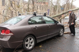 Dolmabahçe Caddesi'nde asırlık çınar ağacı yola devrildi!