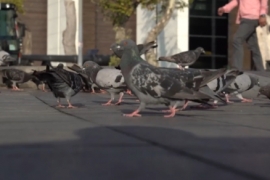 ÖZEL HABER: Beşiktaş'ta can dostlarımız güvende!