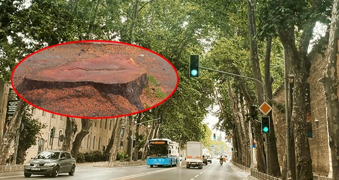 Tarihi çınar ağaçları kesildi!