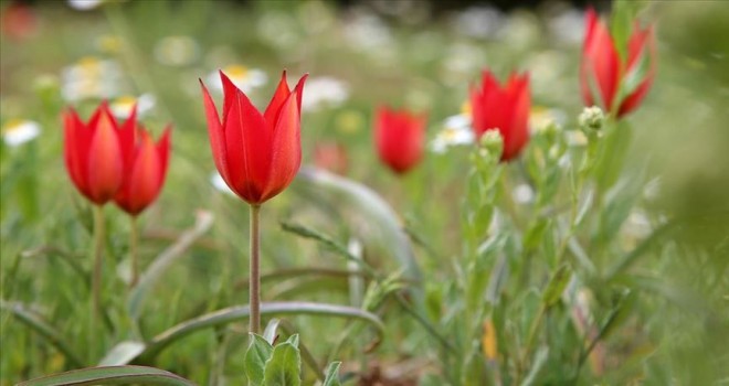 Bu çiçeği koparanın başı büyük dertte