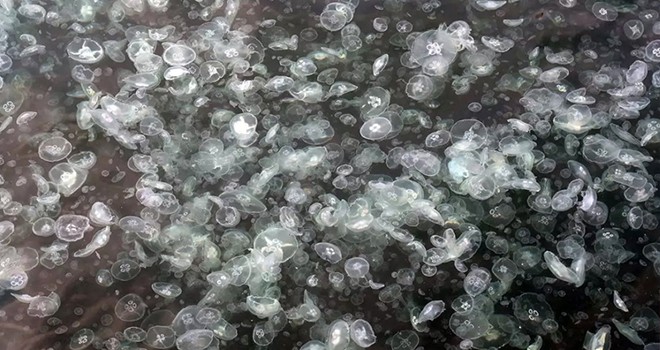 Arnavutköy Sahili'nde denizanası istilası! Gözler tekrar İstanbul Boğazı’nda