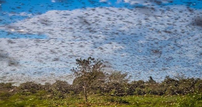 Yenisi mi geliyor? Dünyanın başı dertte! Büyük tehlike Locust- 19