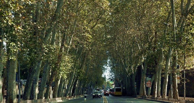 Dolmabahçe ve Çırağan Caddesi’ndeki çınar ağaçları yenilendi!
