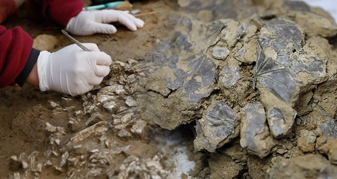 Beşiktaş'taki kazılarda bulundu: 5 bin 500 yıllık yaprak!..