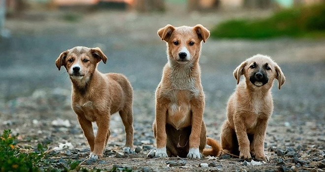 Salgını yarasa yiyen köpekler başlattı tartışması