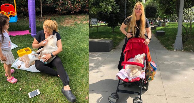 Ünlü komedyen felçli köpeğini bebek arabasında gezdirdi