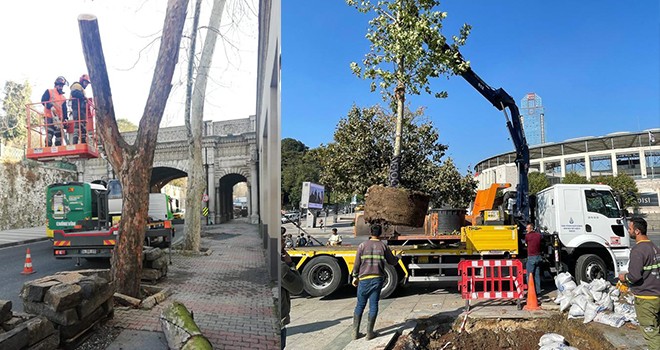 İBB'den Çırağan Caddesi'ne 100'ün üzerinde yeni ağaç