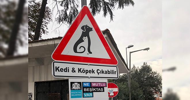 Beşiktaş'ın sokaklarında ‘Kedi ve Köpek Çıkabilir’ farkındalığı