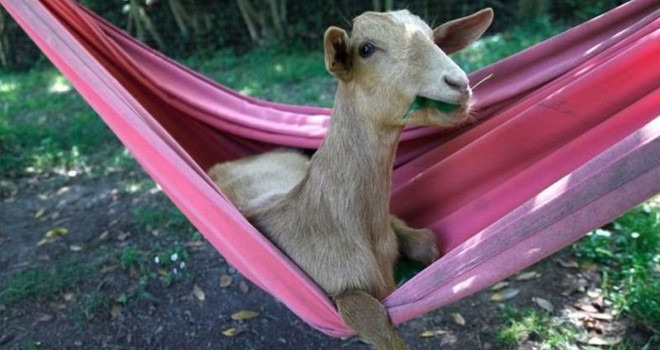 Fotoğraflarla evcil hayvanların komik anları