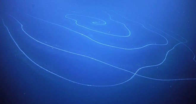 Dünyanın en uzun hayvanı okyanus dibinde keşfedildi