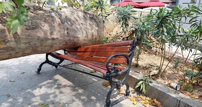 Bebek'te asırlık ağaç yola devrildi!