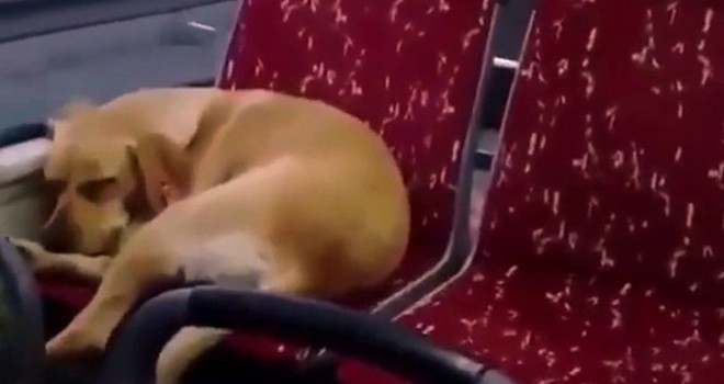 Şoför, soğukta üşüyen köpeği otobüse aldı