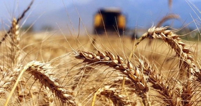 Tarım Bakanı açıkladı! Türkiye, Venezuela'da buğday ekecek