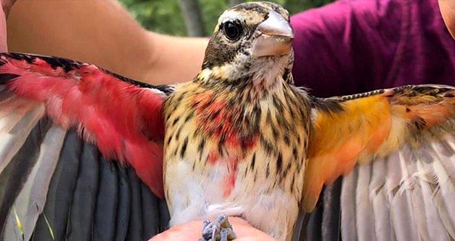 Bilim insanları keşfetti! Hem dişi hem erkek kuş