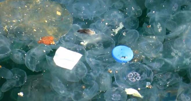 Beşiktaş sahil şeridini denizanaları bastı