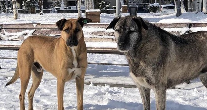 Bebek Parkı'nda köpek hırsızlığı! Hayvanseverlerden İmamoğlu'na çağrı!..
