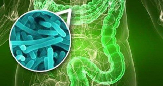 Bağırsak bakterileri 2.beyinimiz olabilir