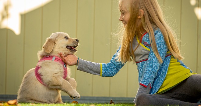 Köpeğiniz için doğru tasmayı nasıl seçebilirsiniz?