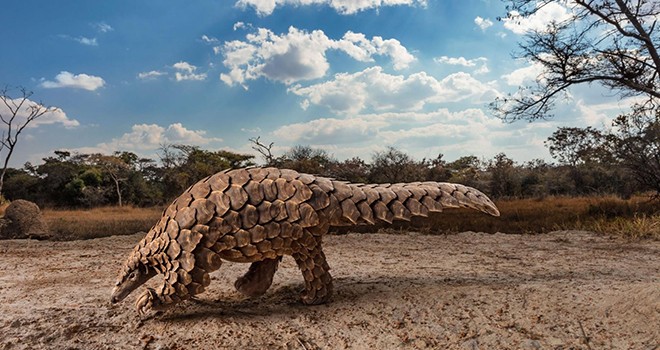 Pangolin ve yarasa satışları yasaklandı