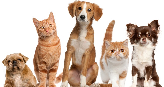 Can dostlarımızın iyiliği için çalışmaya devam edeceğiz