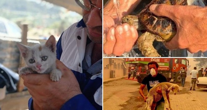 Yangında hayvanlar için seferber oldular