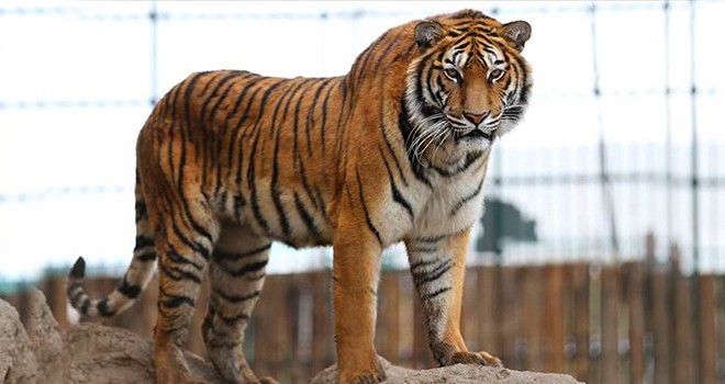 Kaplan da Koronavrüs'e yakalandı