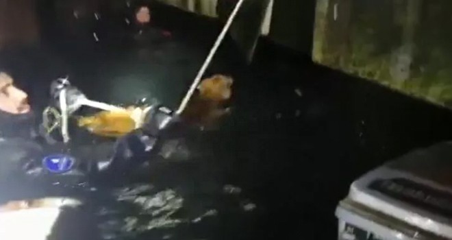 Mahsur kalan köpek için seferber oldular