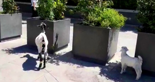 Beşiktaş'ta keçisini ve kuzusunu otlattı