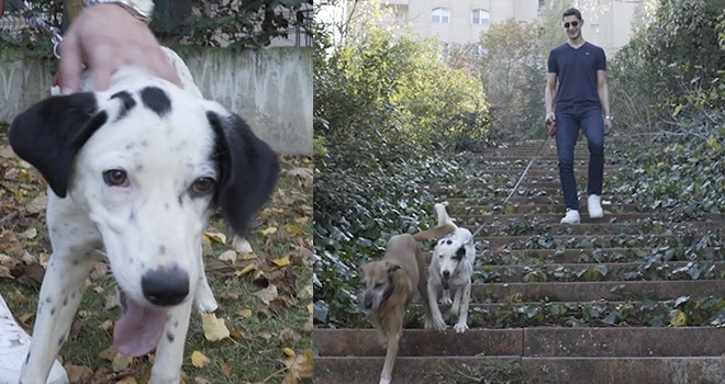 Beşiktaş'ın can dostları emin ellerde