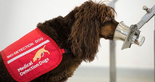 Köpekler Covid-19 olanları tespit edebiliyor
