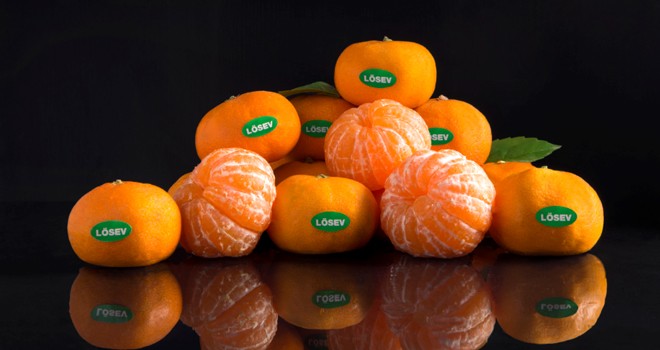 LÖSEV Çiftliği'nde üretilen mandalinalarda tek katkı maddesi sevgi
