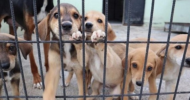 Bakan açıkladı! Sokak hayvanları yasasını uygulamayana hapis cezası!