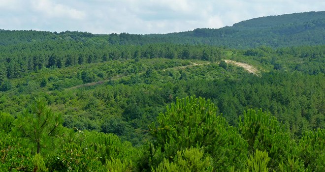 Betonlaşmanın önü açılıyor! Ormanlara imar kanunu