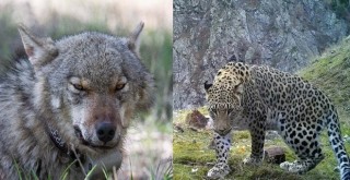 Avlanması yasak hayvanlara zarar verenlerin cezası açıklandı!