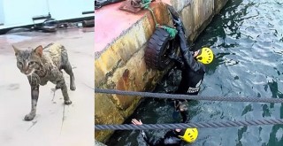 Beşiktaş'ta dalgıçlı kedi kurtarma operasyonu!