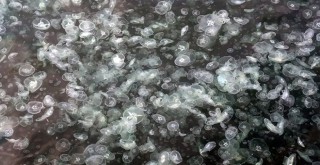 Arnavutköy Sahili'nde denizanası istilası! Gözler tekrar İstanbul Boğazı’nda