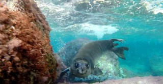Kıyıların asıl sahipleri döndü